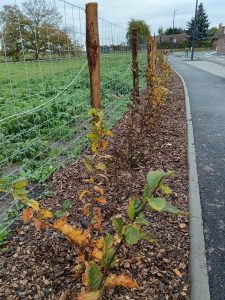 LES AMENAGEMENTS SE TERMINENT RUE PASTEUR