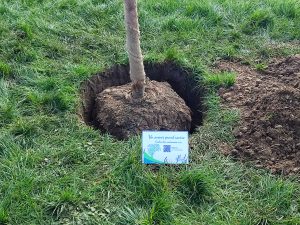 Plantation de l&rsquo;arbre des naissances